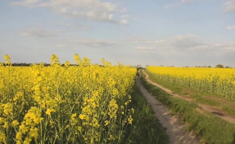 Gdzie uprawia się rzepak w Polsce — mapa i kulisy plonów