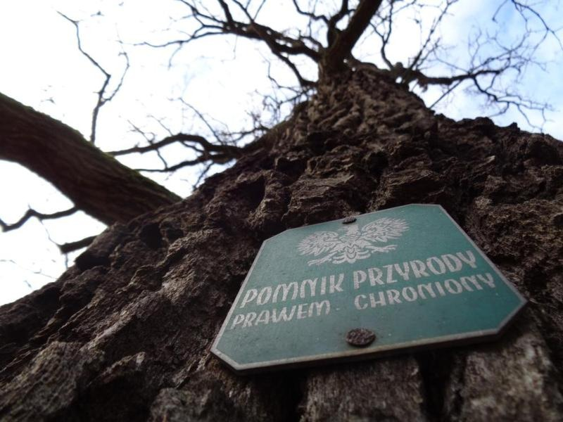 Jak dbać o pomnik przyrody? Zasady ochrony i pielęgnacji