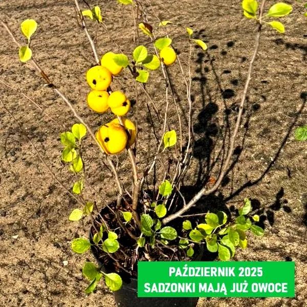 Jak zrobić sadzonki pigwowca: sprawdzone metody i porady