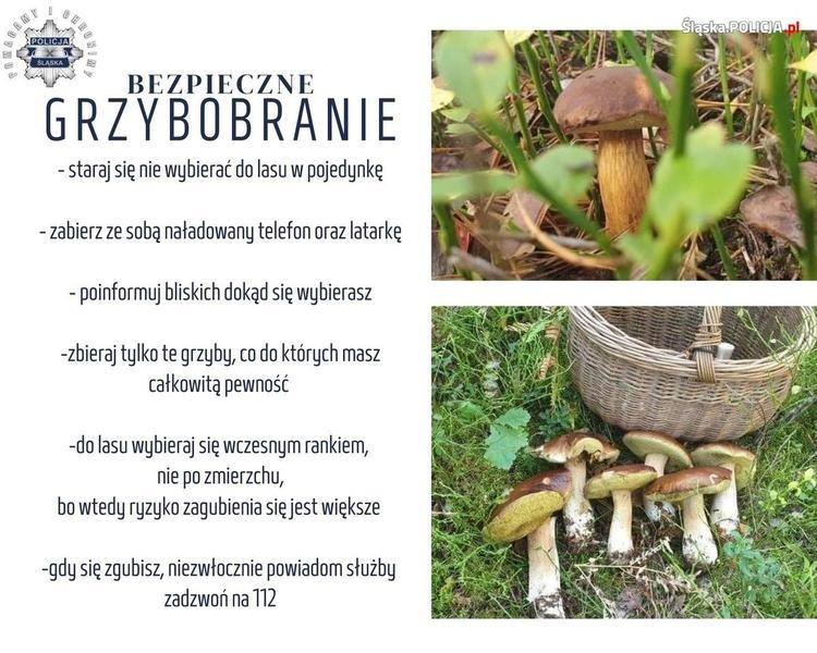 Kiedy na grzyby? Kalendarz sezonu i warunki udanego zbioru