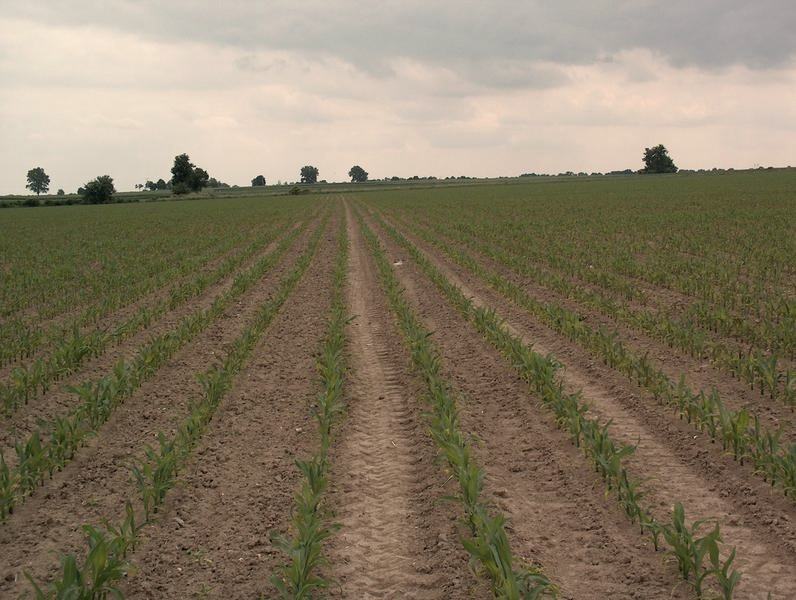 Mikroelementy niezbędne dla kukurydzy – objawy niedoborów i skuteczne nawożenie
