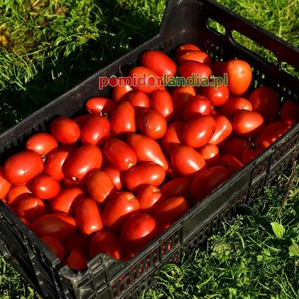 Uprawa pomidorów Lima – od nasion do obfitych zbiorów