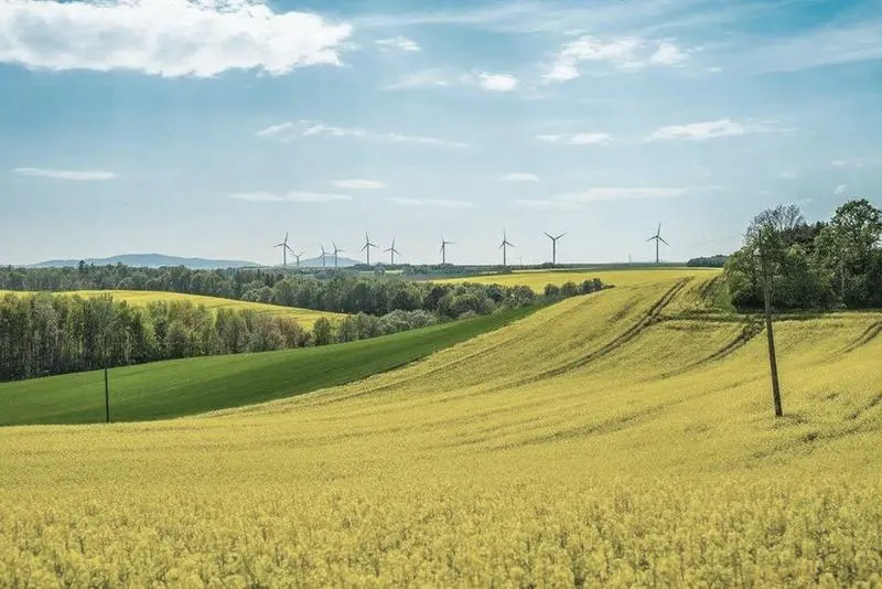Agrotechnika rzepaku