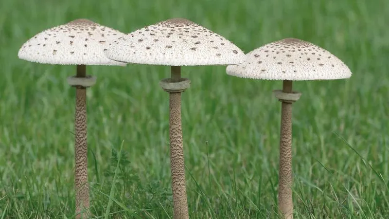 Bezpieczne grzybobranie