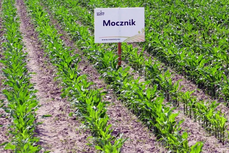 Ekoschematy w dopłatach