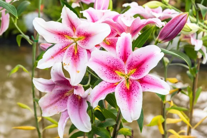 Jesienne sadzenie lilii
