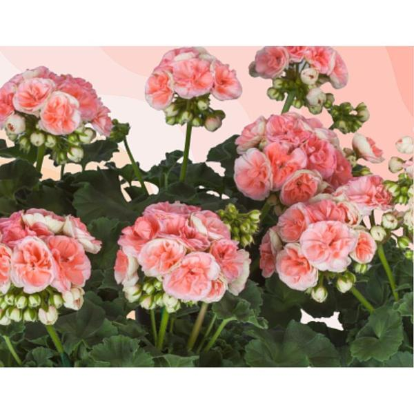 Komercyjne nawozy do pelargonii
