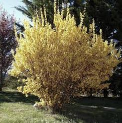 Kwitnienie forsycji