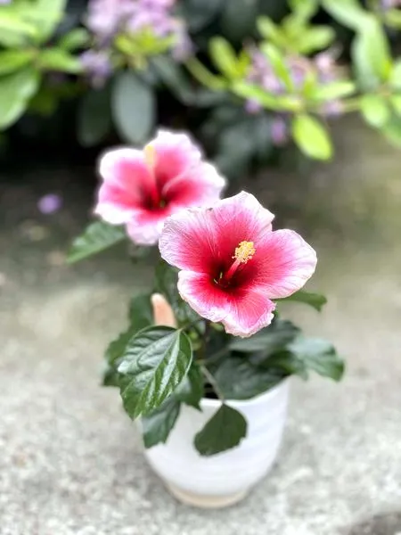 Kwitnienie hibiskusa
