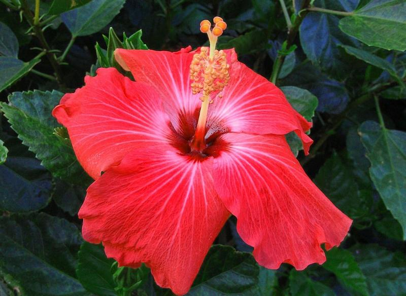 Nawóz do hibiskusa