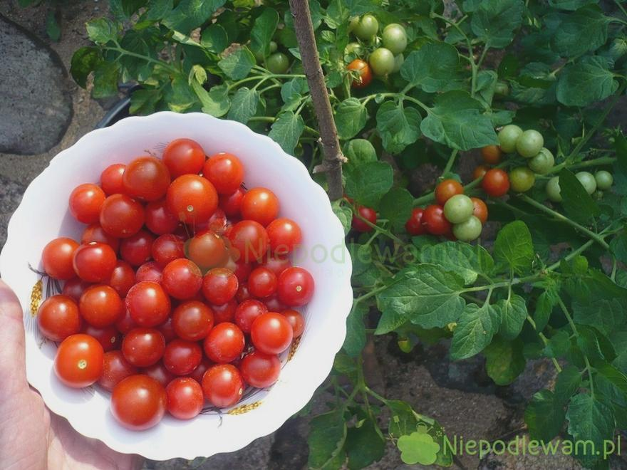 Nawożenie i podlewanie pomidorów