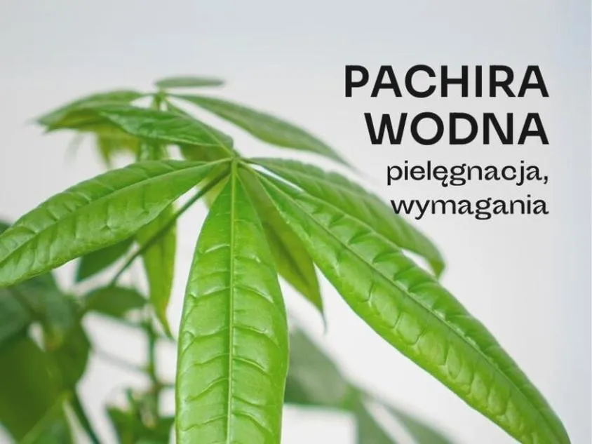 Nawożenie pachiry wodnej