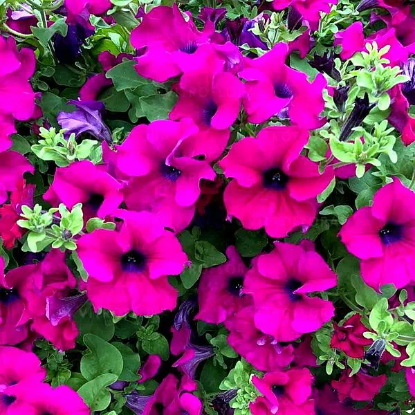 Nawożenie pelargonii