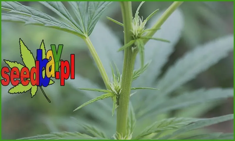 Nawozy organiczne i mineralne