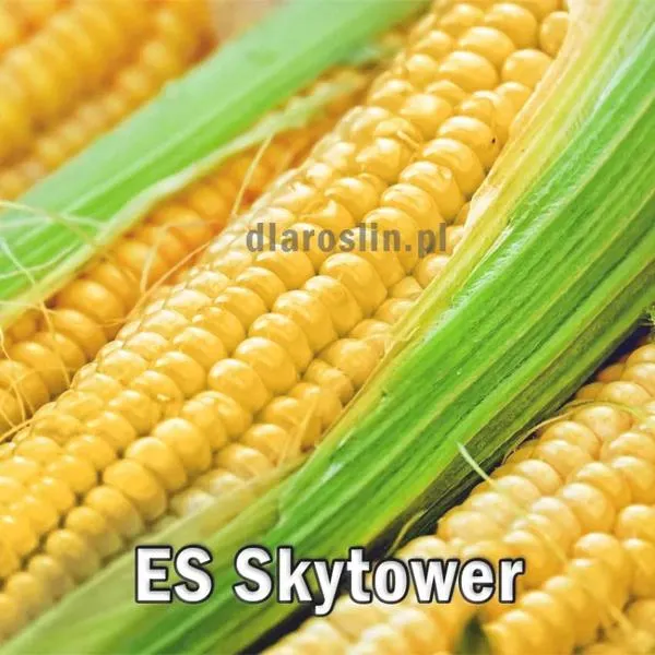 Niedobór mikroelementów