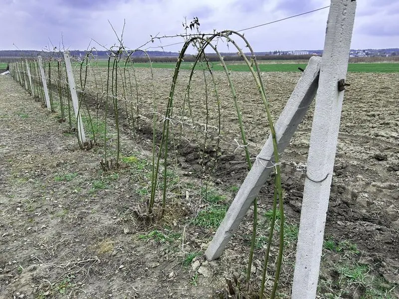 Odmiany jeżyn