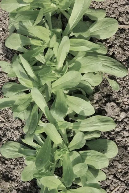 Odmiany roszponki