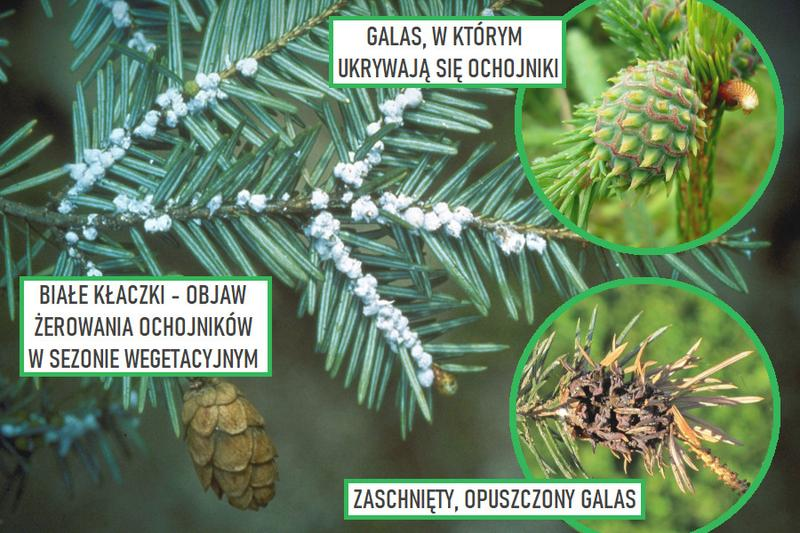 Oprysk na ochojnika