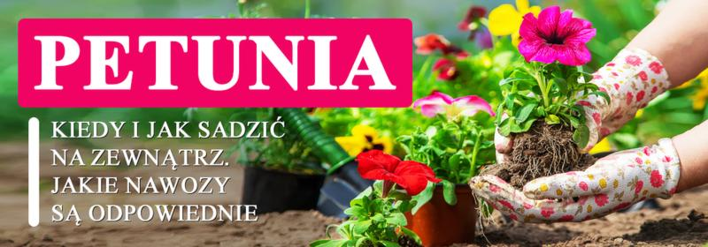 Optymalne warunki dla kwiatów