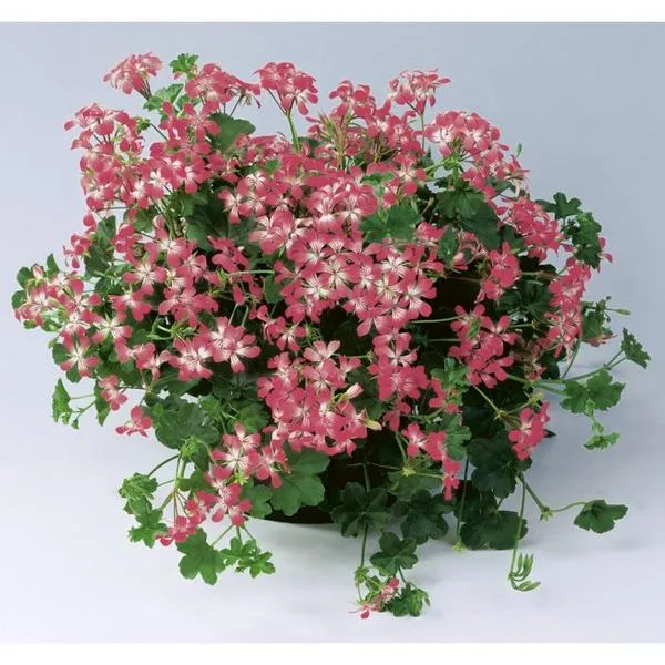 Pelargonia bluszczolistna