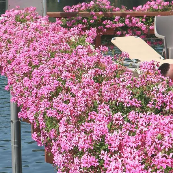 Pelargonia kaskadowa
