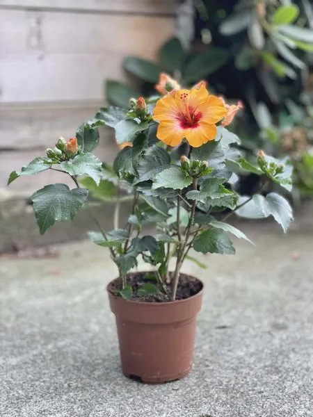 Pielęgnacja hibiskusa