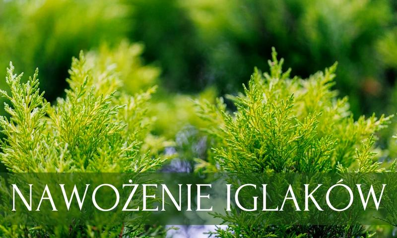 Pielęgnacja iglaków