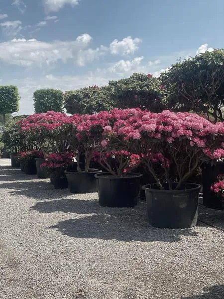Pielęgnacja rododendronów