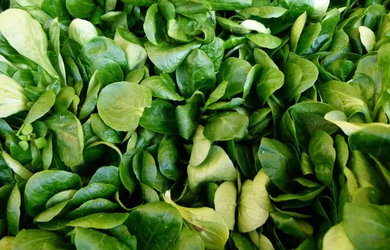Pielęgnacja roszponki