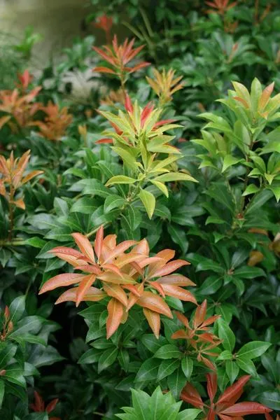 Pieris japoński