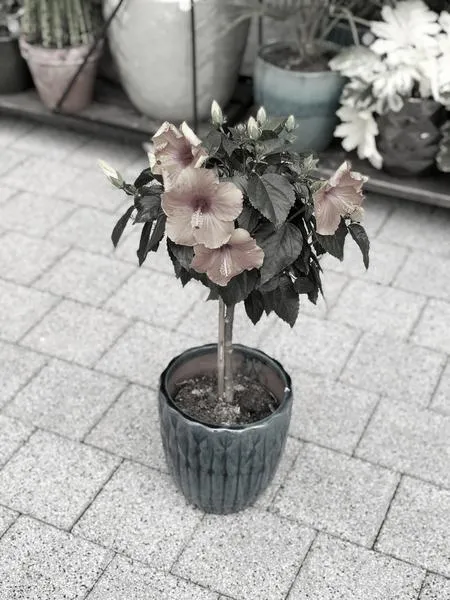 Podlewanie hibiskusa