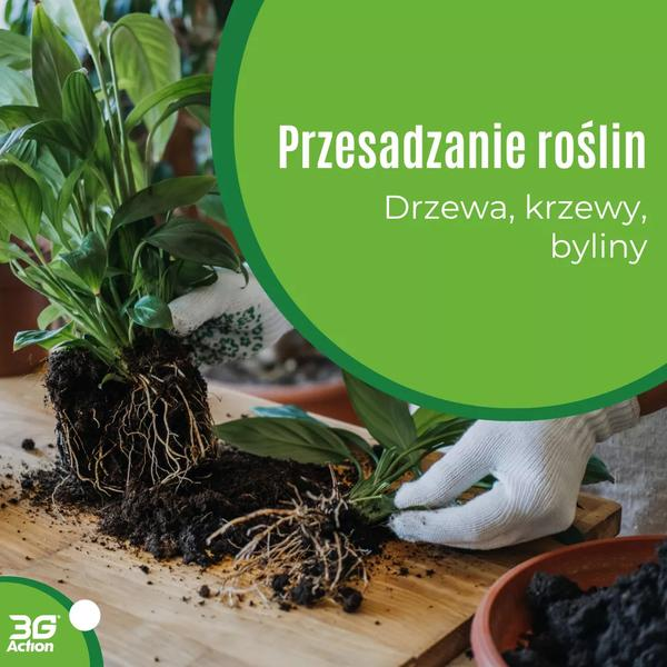 Przesadzanie roślin doniczkowych