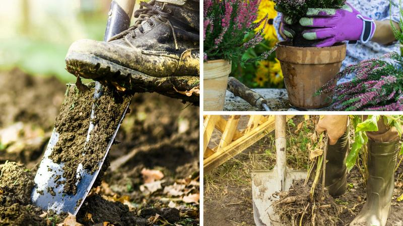 Przesadzanie roślin jesienią