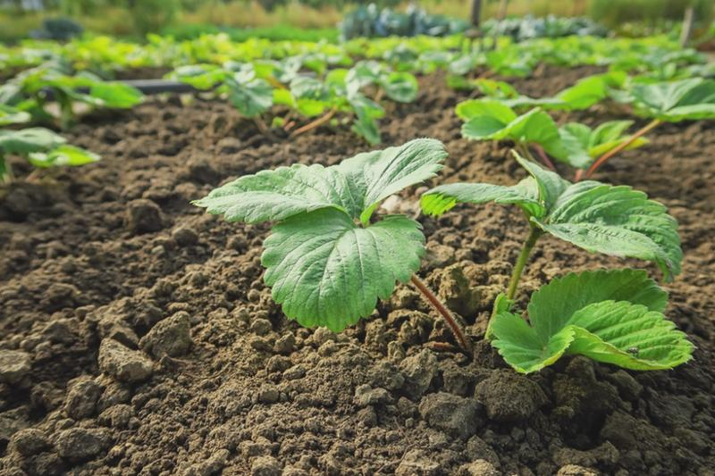 Sadzenie truskawek z sadzonek