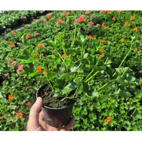 Sadzonki pelargonii