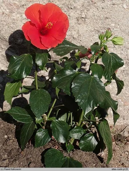 Stanowisko dla hibiskusa