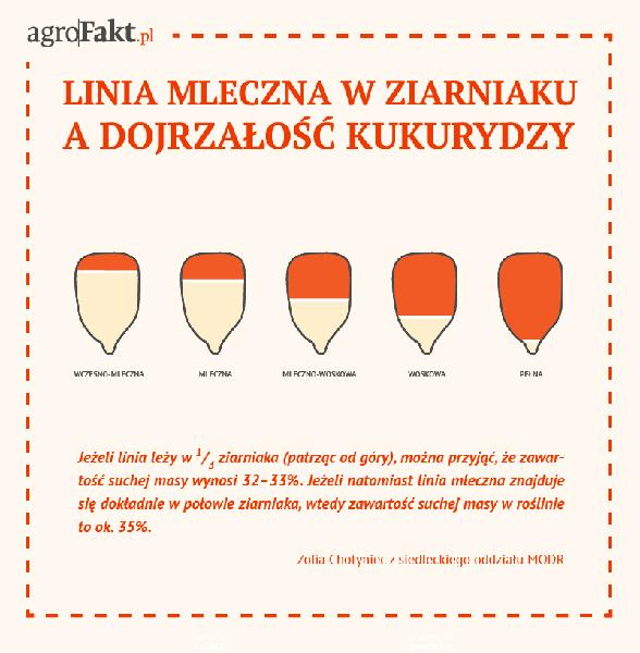 Termin zbioru kukurydzy