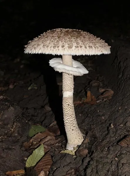 Trujące sobowtóry kani