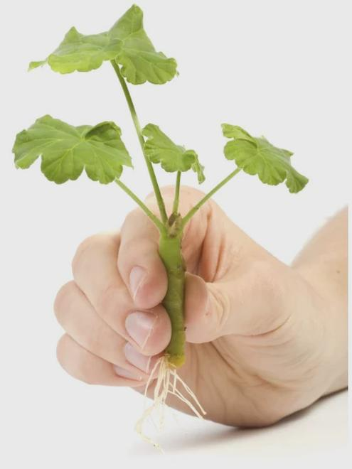 Ukorzenianie pelargonii