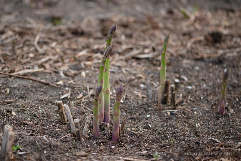 Uprawa szparagów