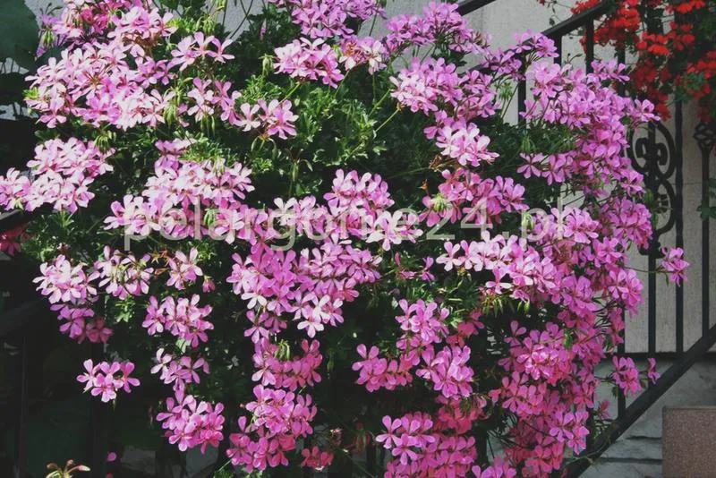 Warunki uprawy pelargonii