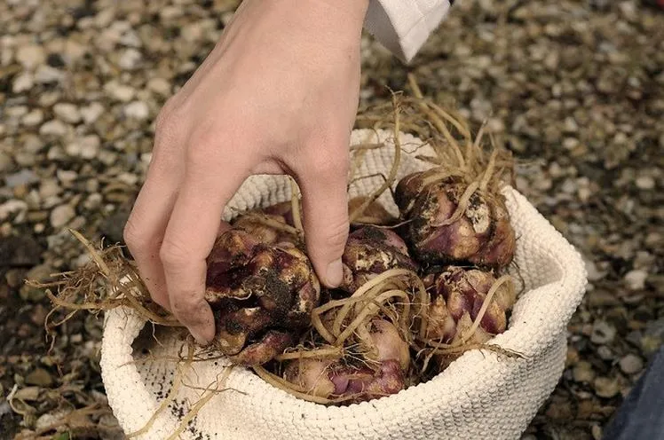 Wiosenne sadzenie lilii