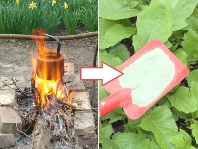 Właściwości popiołu drzewnego