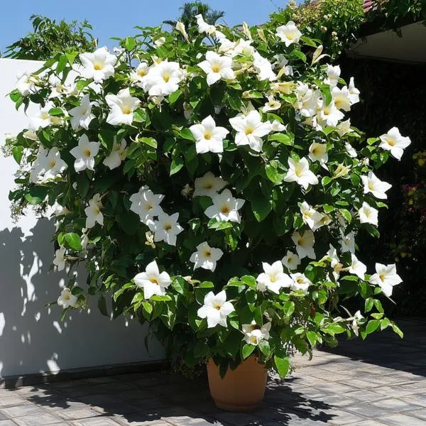 Wymagania mandevilli