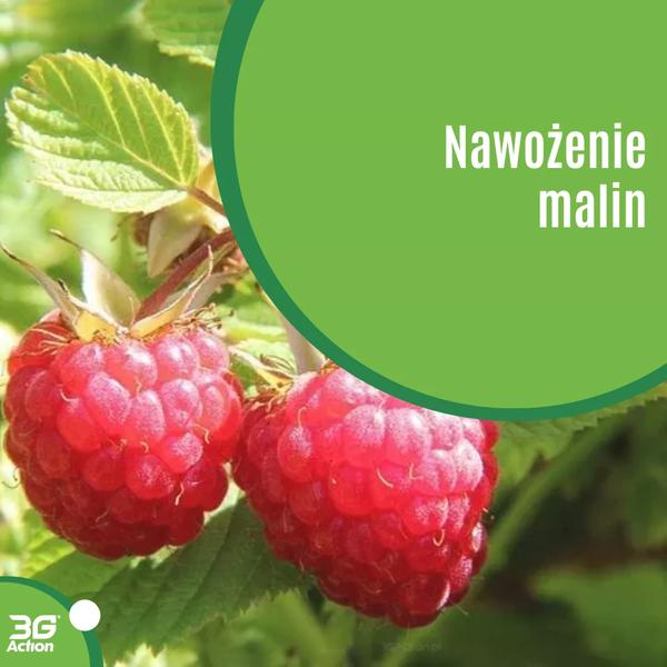 Zasilanie malin